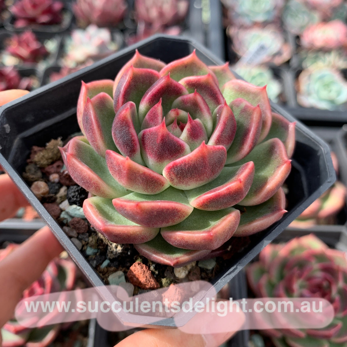 Succulents Delight's Hybrids 杂交新品– Page 6