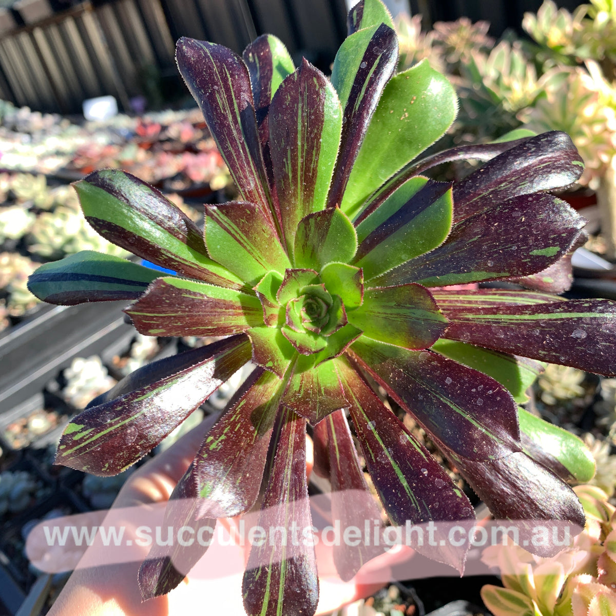 Aeonium Big Bang 拉丝法师– Succulents Delight