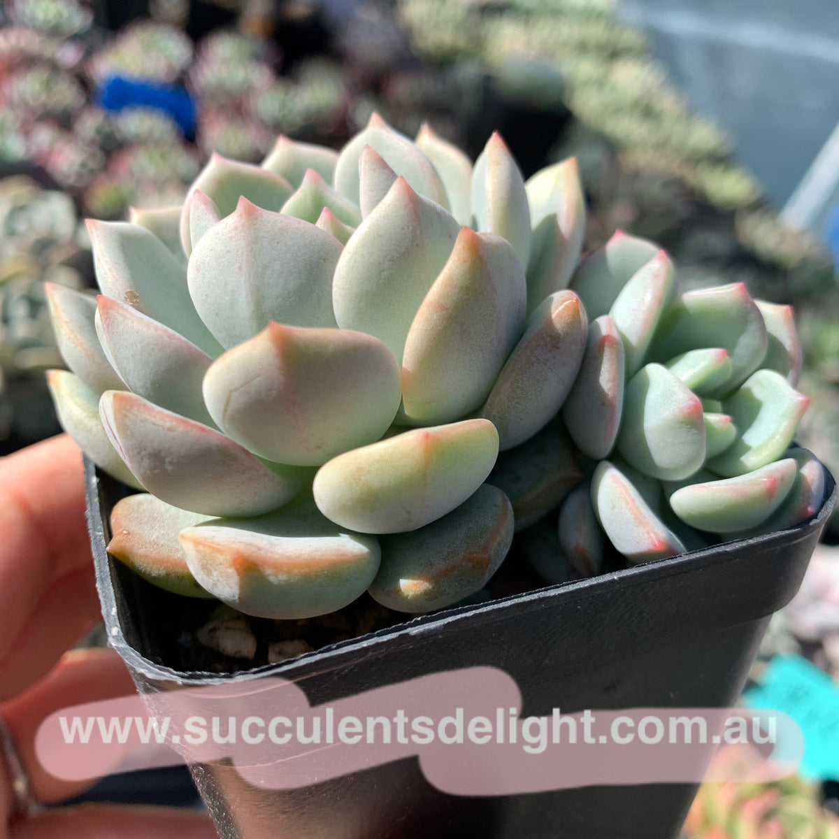 Graptoveria A Grimm One 蜜桃格林