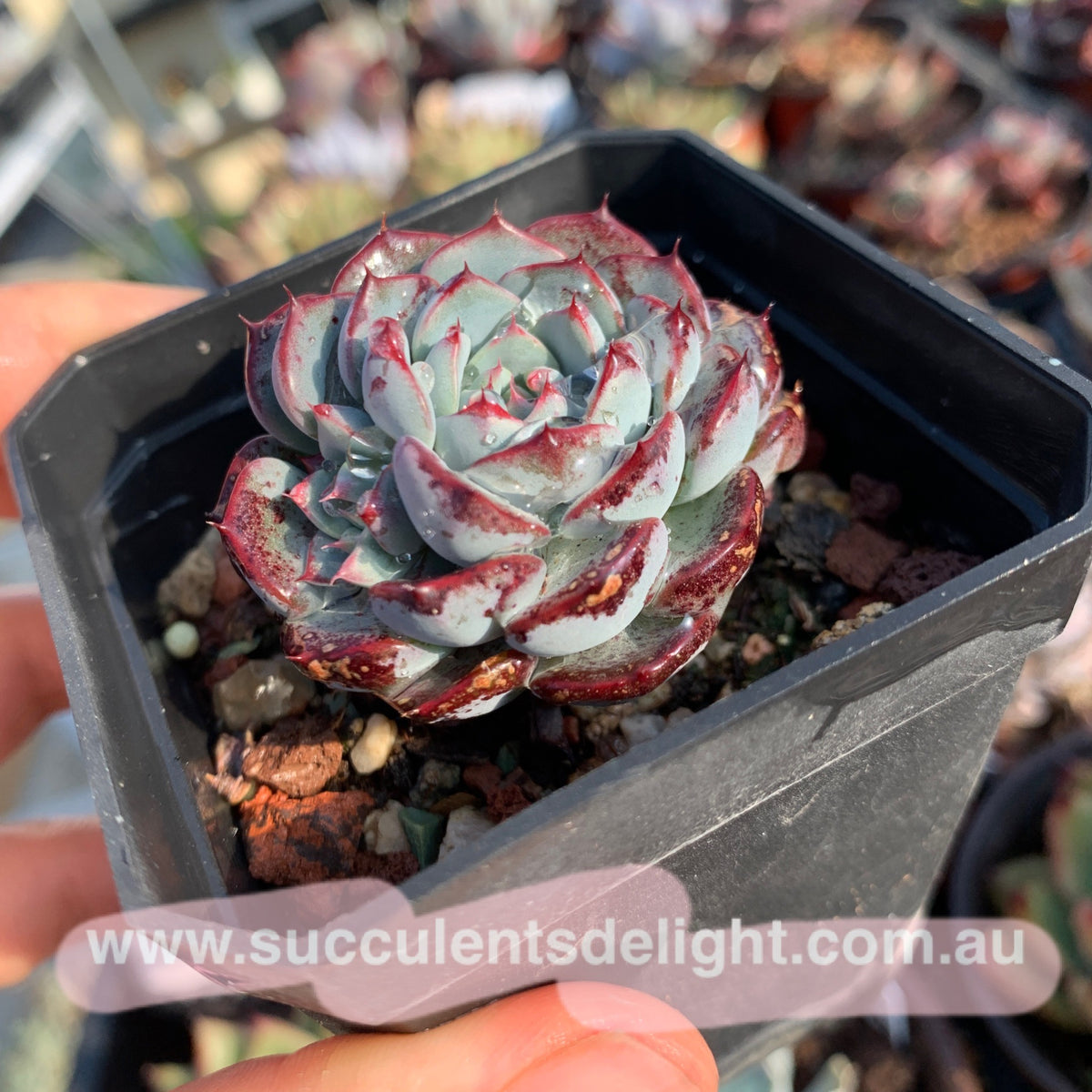 Echeveria Blue Minima 蓝姬莲– Succulents Delight