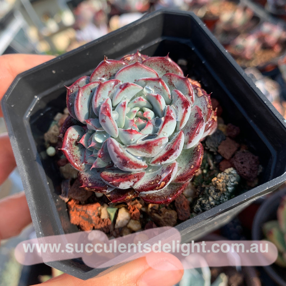 Echeveria Blue Minima 蓝姬莲– Succulents Delight