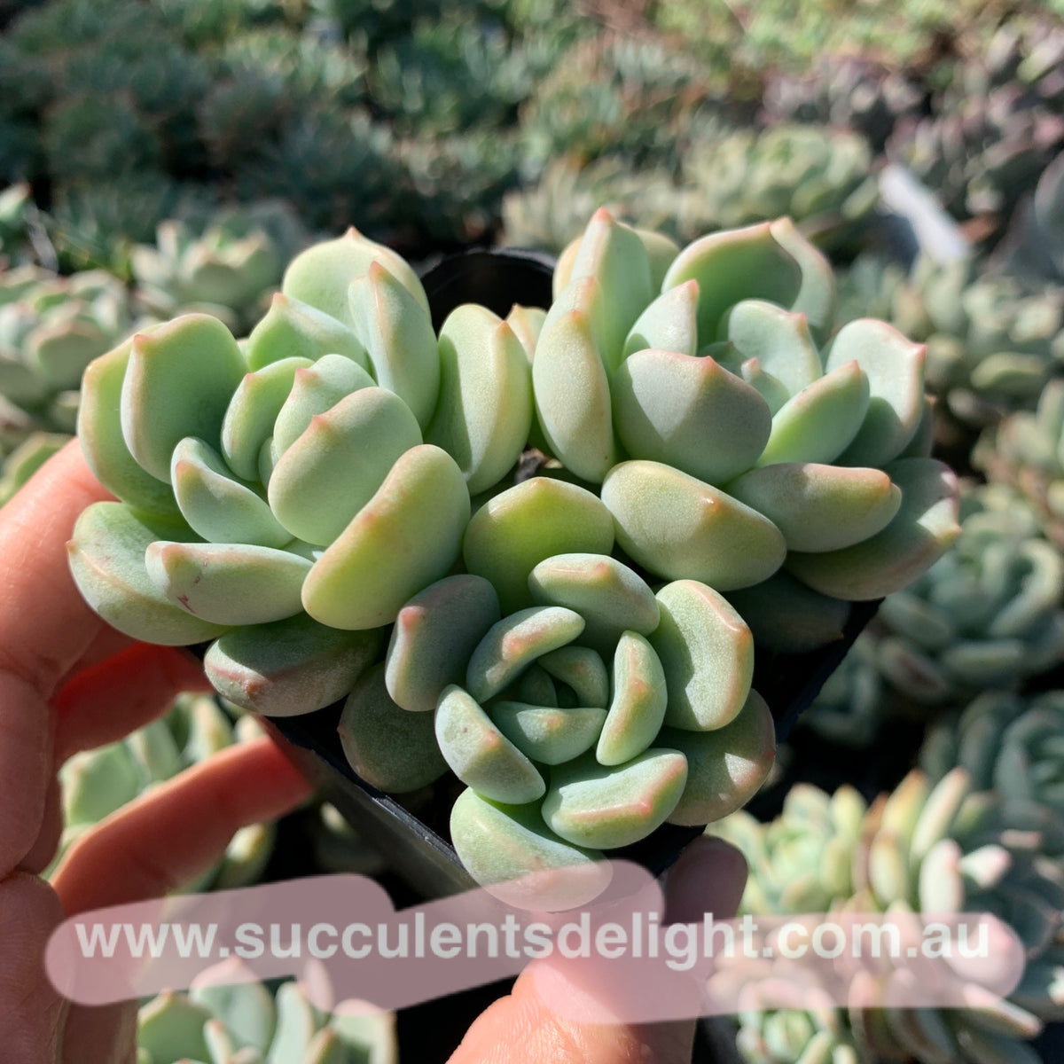 Graptoveria A Grimm One 蜜桃格林