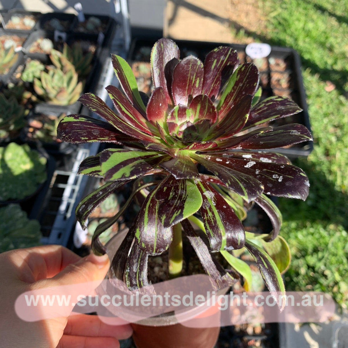 Aeonium Big Bang 拉丝法师