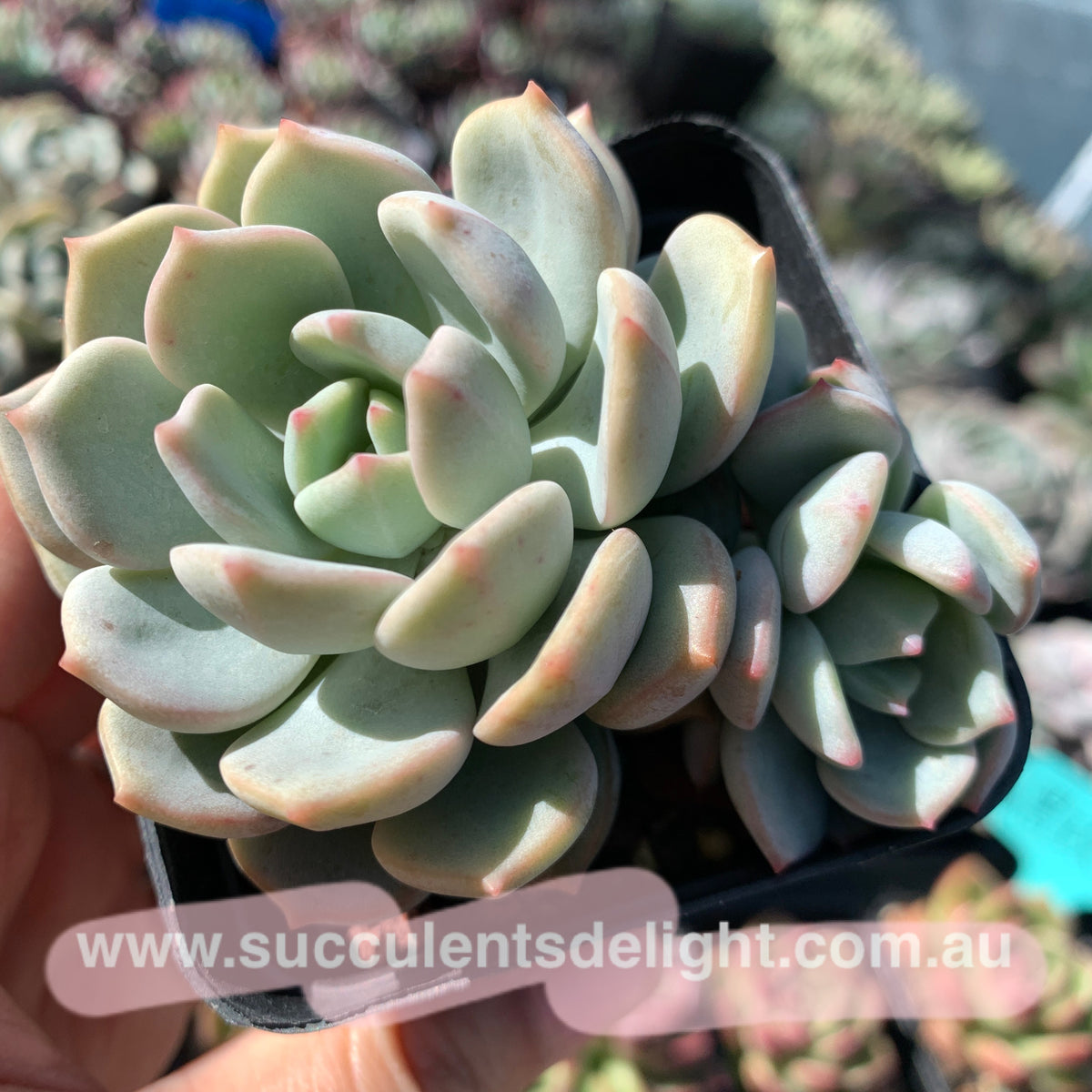 Graptoveria A Grimm One 蜜桃格林