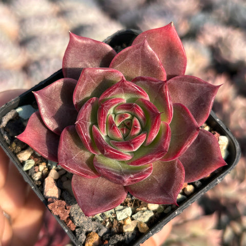 Echeveria Red Maple 红叶 Succulent Delight new hybrid