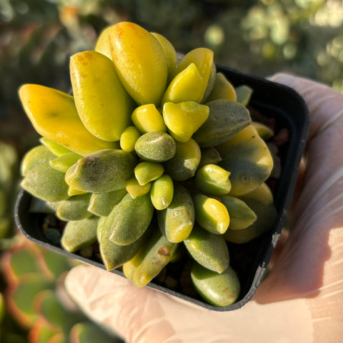 Adromischus hemisphaericus variegata 松虫水泡锦