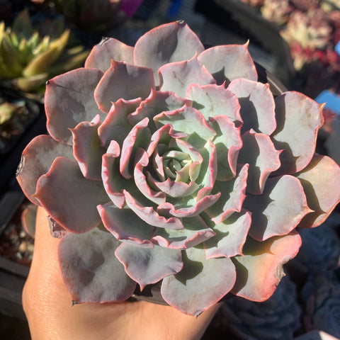 Echeveria Blue Heron 蓝色苍鹭