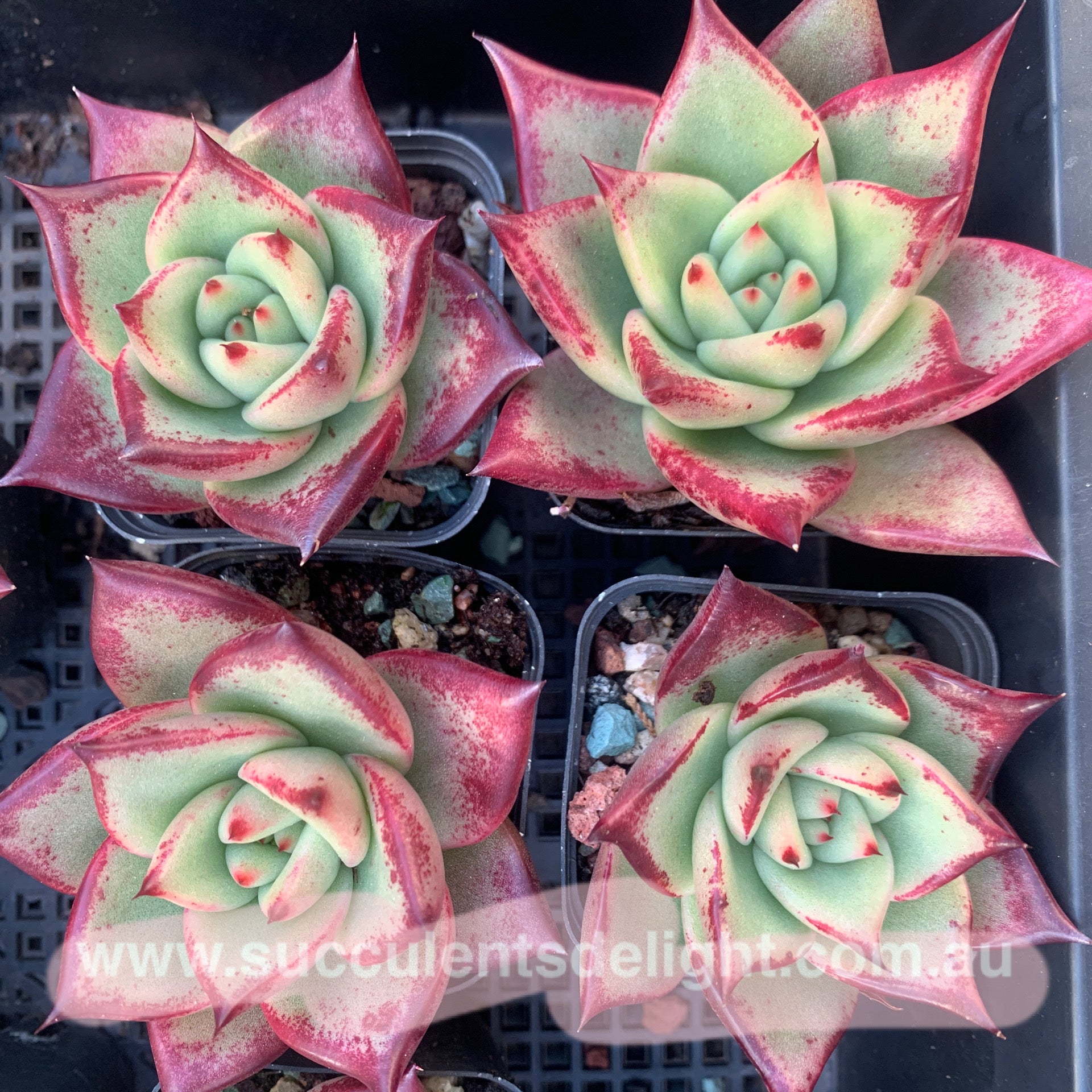 Echeveria Agavoides Sweet Caroline 甜蜜卡罗琳 Succulents Delight 2023 New Hybrid