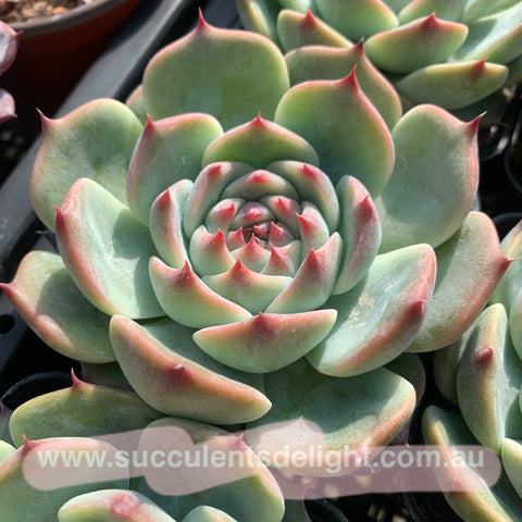 Echeveria lindsayana 林赛