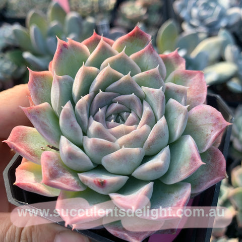 Echeveria Queen of Silversea 银海女王