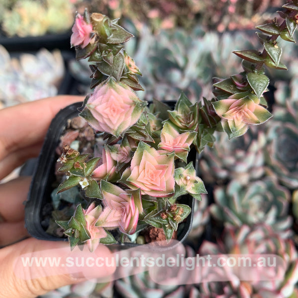 Crassula corymbulosa variegated 茜之塔锦