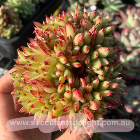 Echeveria agavoides f.cristata Echeveria agavoides 'Crest' 虎鲸