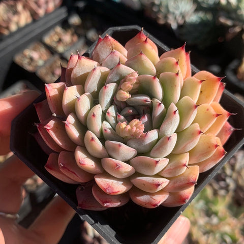 Echeveria Pink Delight 粉悦