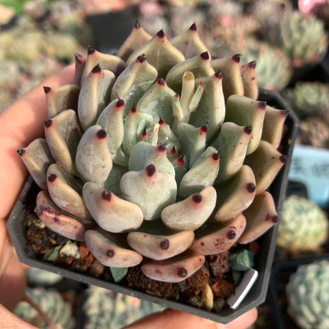 Echeveria unguiculata hybrid 魅爪