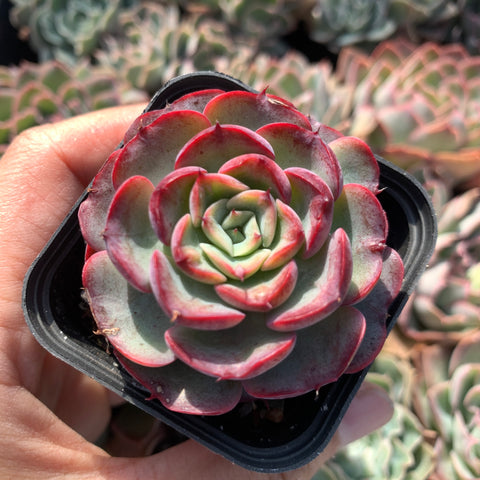 Boutique Succulents 精品多肉– Tagged 