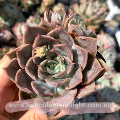 Echeveria Galaxy Velvet 星河绒 Succulents Delight New Hybrid