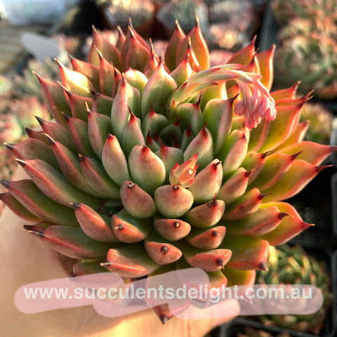 Echeveria Ebony zaragozae 绿爪x乌木