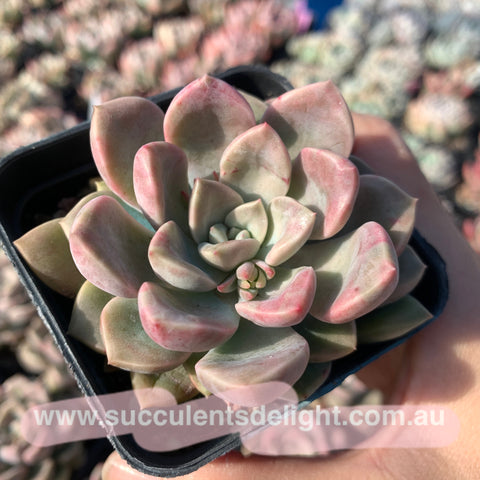 Echeveria Pebbles 卵石