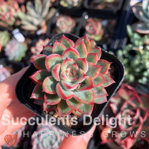 Echeveria Mebina 女雏