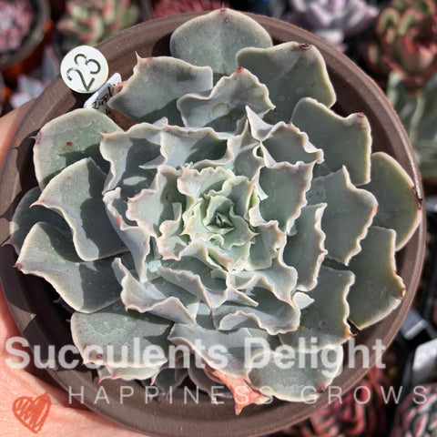 Echeveria Rippling Water 涟漪