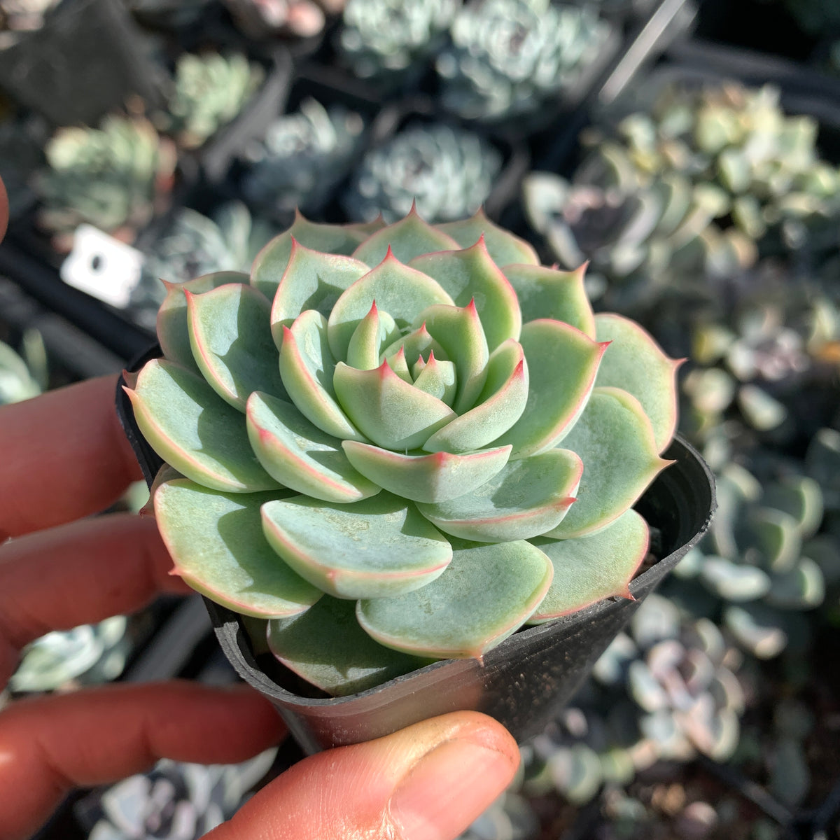 Echeveria Moon's Hook 月芽 – Succulents Delight