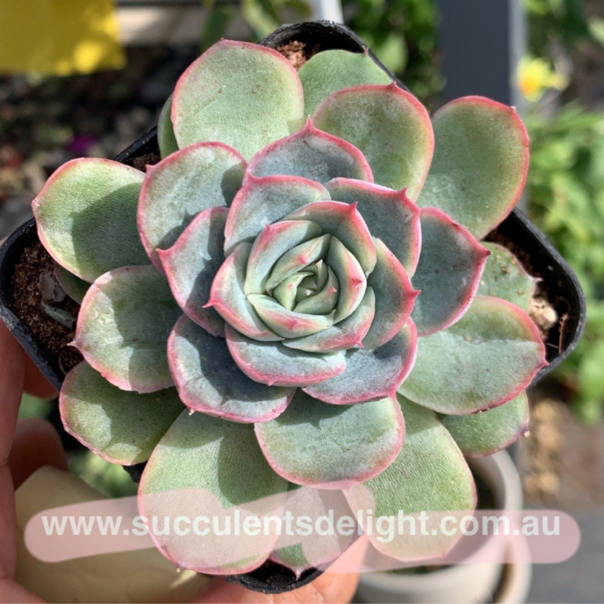 Echeveria Orange Fudge 橘子软糖– Succulents Delight