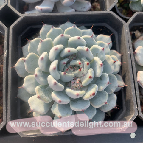 Echeveria cuspidata var gemmula 黑爪