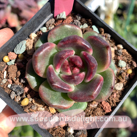 Echeveria Sweet Confession 甜蜜告白 Succulents Delight New Hybrid