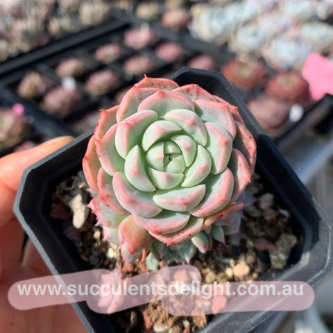 Echeveria Strawberry and Cream 奶油草莓