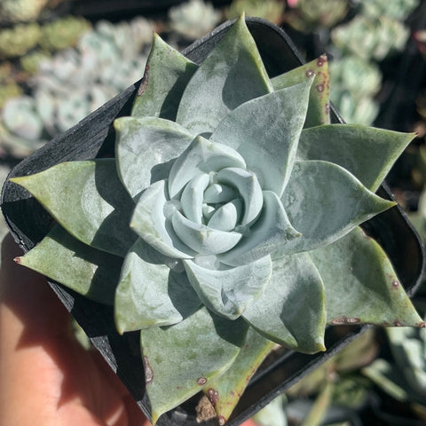 Dudleya brittonii 宽叶仙女杯布瑞东尼