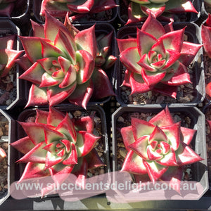 Echeveria Red Knight / Red Ebony (seed grown) 实生红骑士/红檀乌木