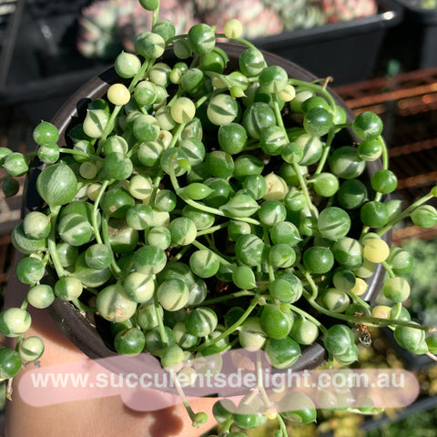 3x cuttings Senecio Rowleyanus Variegata 'Variegated String of Pearls' 佛珠锦 砍头