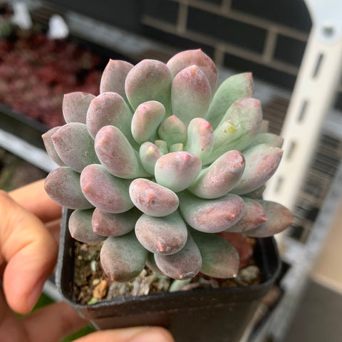 Pachyveria Clavifolia 灯美人