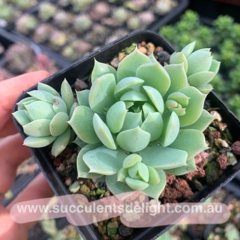 Graptoveria macdougallii x minima 蔓姬 Succulents Delight New Hybrid