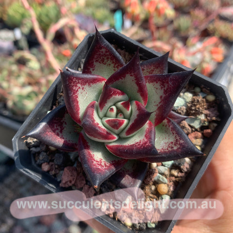 Echeveria Agavoides Ebony (selected) 优选乌木