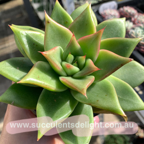 Boutique Succulents 精品多肉– Page 6 – Succulents Delight